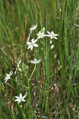 Ornithogalum flexuosum