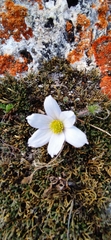 Pulsatilla tenuiloba