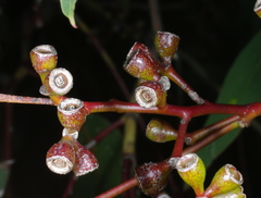 Eucalyptus behriana