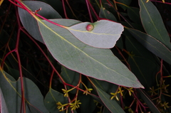 Eucalyptus behriana