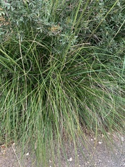 Ampelodesmos mauritanicus