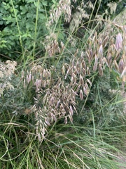 Ampelodesmos mauritanicus