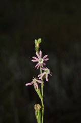Silene burchellii