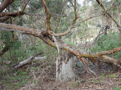 Eucalyptus behriana