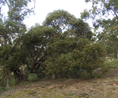 Eucalyptus behriana