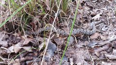 Sistrurus miliarius streckeri