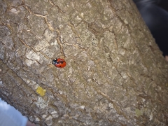 Coccinella septempunctata