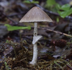 Psathyrella longistriata