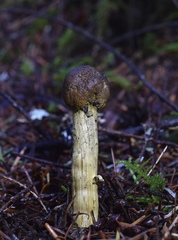 Tolypocladium capitatum