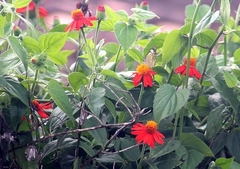 Pseudogynoxys benthamii