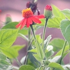 Pseudogynoxys benthamii