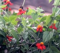 Pseudogynoxys benthamii