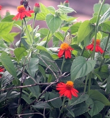 Pseudogynoxys benthamii