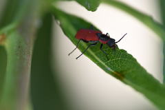 Malachius coccineus