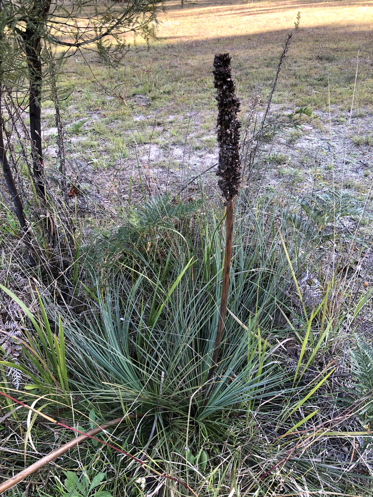 Xanthorrhoea acaulis (A.T.Lee) D.J.Bedford 3