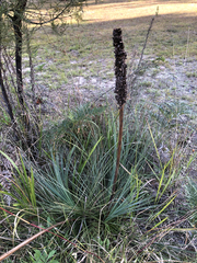 Xanthorrhoea acaulis