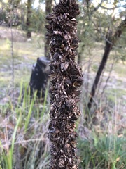 Xanthorrhoea acaulis