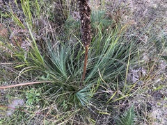 Xanthorrhoea acaulis