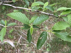 Alnus oblongifolia
