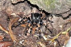 Megaphobema mesomelas