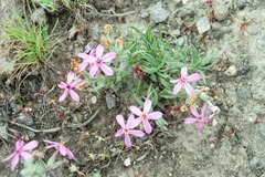 Phlox hoodii canescens