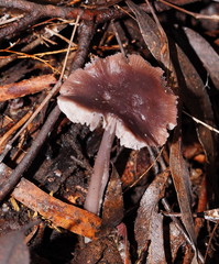 Mycena vinacea