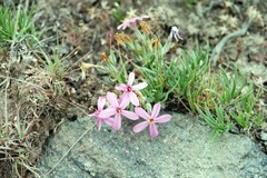 Phlox hoodii canescens