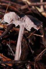 Mycena vinacea