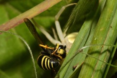 Euodynerus quadrifasciatus