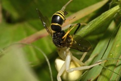 Euodynerus quadrifasciatus