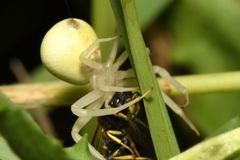 Euodynerus quadrifasciatus