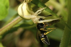 Euodynerus quadrifasciatus