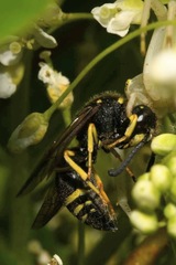 Euodynerus quadrifasciatus