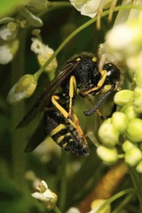 Euodynerus quadrifasciatus