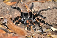 Megaphobema mesomelas