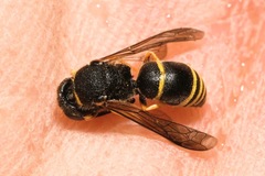 Euodynerus quadrifasciatus
