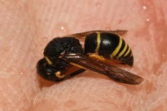 Euodynerus quadrifasciatus