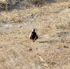 Eremopterix nigriceps
