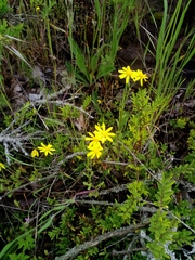 Senecio vernalis