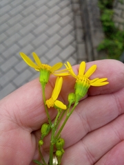 Senecio vernalis