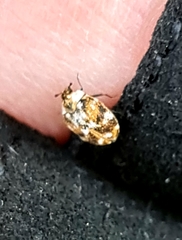 Anthrenus picturatus