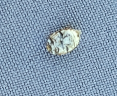 Anthrenus picturatus