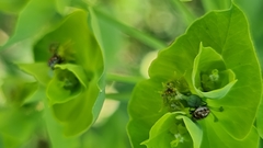 Anthrenus picturatus