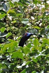 Chamaepetes unicolor