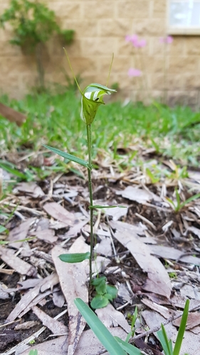 Pterostylis obtusa, photograph 5