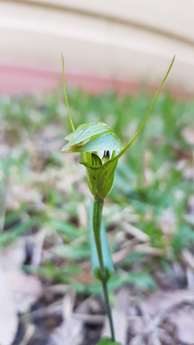 Pterostylis obtusa, photograph 6