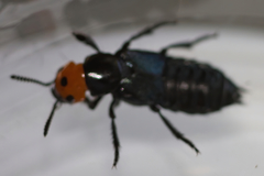 Creophilus erythrocephalus