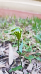 Pterostylis obtusa