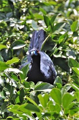 Chamaepetes unicolor