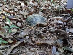 Indotestudo elongata